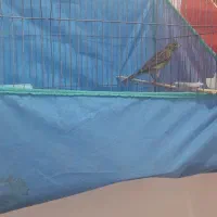 قناری نر دارچین و سبز|پرنده|کرمان, |دیوار