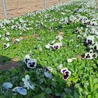 گلخانه تولید بنفشه. سبدی ، کلی و جزئی|گل و گیاه طبیعی|مشهد, میان ولایت|دیوار