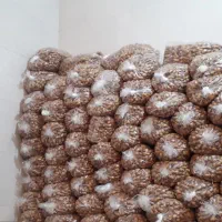 فروش خرما زاهدی درجه یک، بصورت عمده