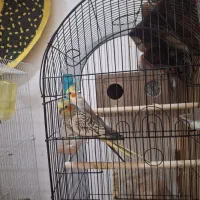 عروس هلندی مولد