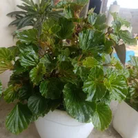 چند نمونه گل