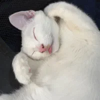 گربه نژاد ترکیش سفید خالص