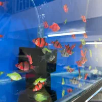 ماهی و آکواریوم و لوازم|ماهی|زنجان, |دیوار