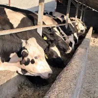 نیروی کار پرواربندی گوساله