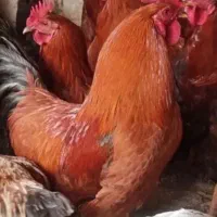 خروس های جوان بچه چاق وچله برای قربانی کردن