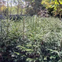 انواع کاج|گل و گیاه طبیعی|کلاردشت, |دیوار