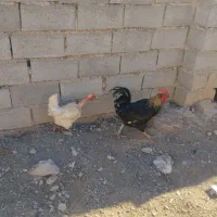 خروس و مرغ