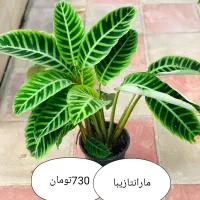 موج عشق