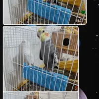 فروشی عروس هلندی جفت آماده تخم گذاری