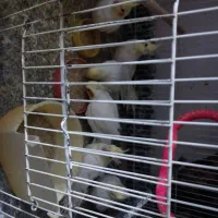 عروس لوتینو