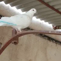 کفتر ماده با دو عدد تخم