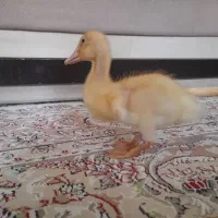 اردک