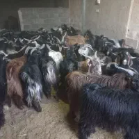 فروش ۶۰راس کهره نر|حیوانات مزرعه|بهمن, |دیوار