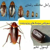 سمپاشی سوسک