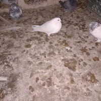 کبوتر سفید|پرنده|کبودرآهنگ, |دیوار