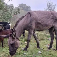 الاغ فروشی گوسفندی