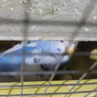 مرغ عشق تخم گذار|پرنده|سراب, |دیوار