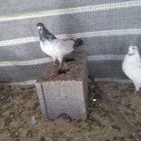 کفتر|پرنده|کبودرآهنگ, |دیوار
