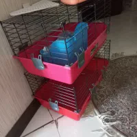 خرگوش مینی لوپ سفید برفی کیوت|موش و خرگوش|کرج, کرج نو|دیوار