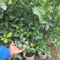 درخت نخل  بزرگ بنه دار نهال نهالستان گردو پکان|خدمات باغبانی و درختکاری|قم, آزادگان|دیوار