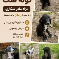واگذاری رایگان توله سگ