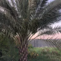 فروش-1000-متر-از-باغ