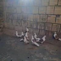 ۵جفت پشت زردازیک نسل استثنایی|پرنده|قم, آزادگان|دیوار