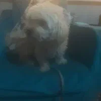 واگذاری سگ|سگ|هشتگرد, فاز ۳ مهستان|دیوار