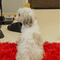 اگهی سگ گمشده نژاد شیتزو موهاشم الان کوتاهه