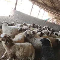 بره نر|حیوانات مزرعه|چرداول, |دیوار