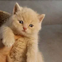 مجموعه گربه ایران کتز|گربه|اصفهان, کوی امیریه|دیوار