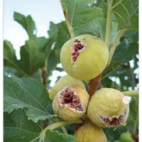 فروش 200 عدد درخت انجیر