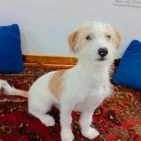 سگ اشپیترز