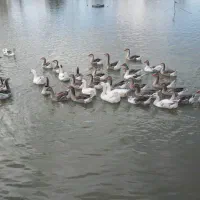 تعدادی غاز و قو غاز