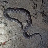 سم پاشی موریانه سوسک ساس سمپاشی تضمینی|خدمات نظافت|بندر ماهشهر, |دیوار