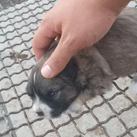 شیتزو تریر|سگ|مسجد سلیمان, |دیوار