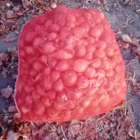 فروش پیاز ریز پیاز زرد هس|خوردنی و آشامیدنی|بناب, |دیوار