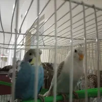 طوطی|پرنده|زبرخان, |دیوار