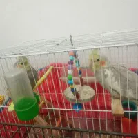 فروش ۴ عدد عروس هلندی|پرنده|آشخانه, |دیوار