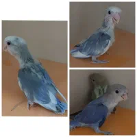 کوتوله سرلاکی ودونخوردستی.