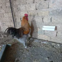 خروس برهما پاتریچ|حیوانات مزرعه|نظرآباد, رسالت|دیوار