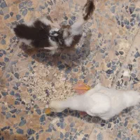 جوجه اردک
