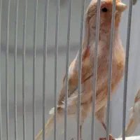 قناری موزاییکی درجه یک ۳ ۹ ماه آماده خواندن