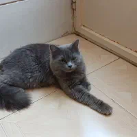 گربه اسکاتیش نر