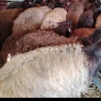 استخدام چوپان