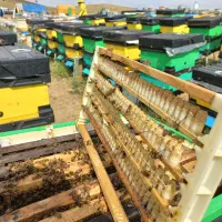 اموزش ژل رویال