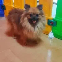 واگذاری یگ پامر|سگ|سراوان, |دیوار