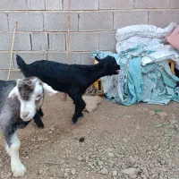 کهره ترکی اصیل