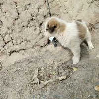 فروشی|اسباب‌بازی بچه|شاهرود, |دیوار