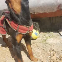 سگ روتوایلر|سگ|سنندج, |دیوار